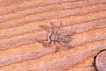 spider on the wood