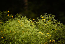 Dark Yellow Flowers Background With Copy Space