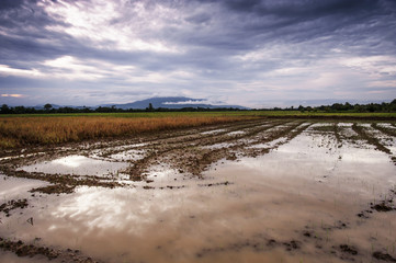 Wall Mural - agricultural area is prepared for paddy growing rice