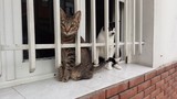 Fototapeta Kuchnia - gatos tras las rejas