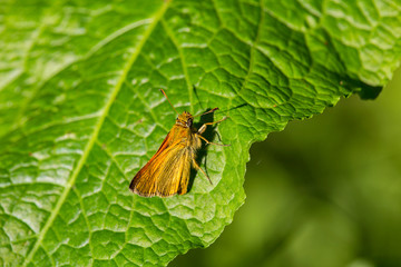 Wall Mural - Small nice orange butterfly on green leaf