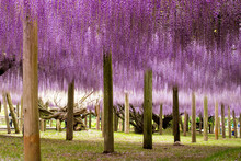 A Beautiful And Purple Hanging Wisteria Garden