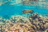 Fototapeta  - Sea Turtle swimming over the reef