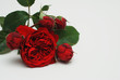 Red Burgundy Bordeaux Rose Flower Isolated. Flower bouquet bunch on White Background. Copy space.