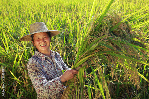 happy asian female farmer holding golden rice smile in the rice paddy Poster