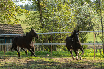 Poster - horse on pasture in the morning