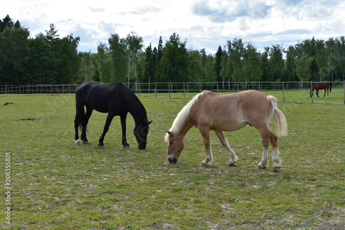 Beige Horse With A White Mane And A Tail Grazes Along With A Black Horse Near A Rural Stables On A Summer Evening Buy This Stock Photo And Explore Similar Images