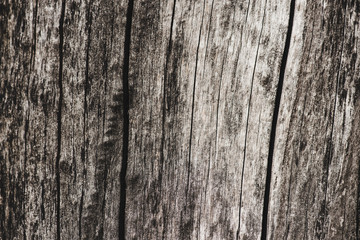 Dry wood with texture with cracks background