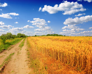 Poster - Wheat field against a blue sky