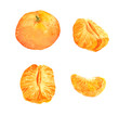 Set of tangerine orange fruit - watercolor