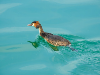 Wall Mural - Grebe swimming on the shores of the Upper Zurich Lake (Obersee), Rapperswil, Sankt Gallen, Switzerland