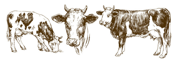 Sticker - Cows, hand drawn set.