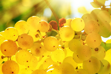 Closeup on a bunch of white grapes on a vineyard