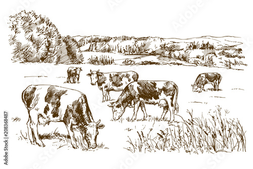 Dekoracja na wymiar  krowy-pasace-sie-na-lace-recznie-rysowane-ilustracja