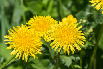 Dandelion flowers closeup