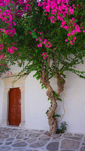 Photo Of Beautiful Bougainvillea Flower With Awsome Colors In Picturesque Greek Island With Deep Blue Waves             
