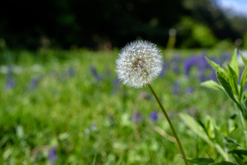 Canvas Print - White dandelion close-up