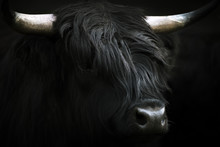 Minimalist Black Scottish Highland Cattle Portrait 