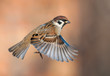 Tree sparrow in high speed flight with stretched wings
