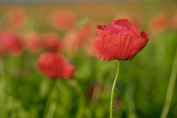 Wall Mural - Blossoming poppy close-up surrounded by other poppies 3