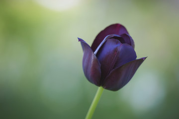 Dark purple tulip outdoors