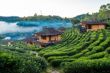 Tea Plantation And Hut In Ban Rak Thai. Mae Hong Son, Thailand.