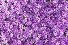 Phlox Subulata (known As Creeping Phlox, Moss Phlox, Moss Pink, Or Mountain Phlox) Flowers Background. Many Small Purple Flowers For Background, Top View.
