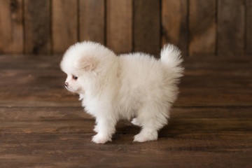  Little Pomeranian spitz-dogpuppy.It can be used as a background