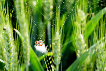 macro spider hanging in the net against blurred background