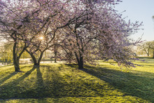 Germany, Hamburg, Alsterpark, Flowering Cherry Trees