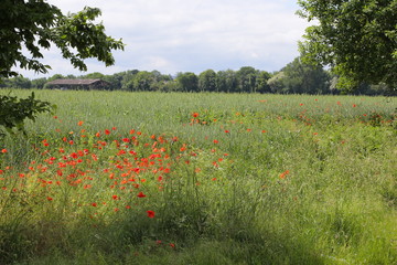 Wall Mural - Poppies on meadow