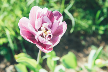 Wall Mural - Pink beautiful tulip in spring, floral background