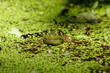 Pond Frog 2