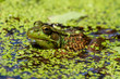 Pond Frog 1