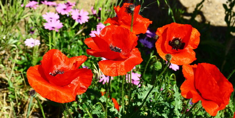 Wall Mural - joli coquelicots sauvages