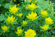 Euphorbia polychroma or cushion spurge green and yellow plant