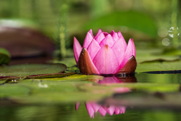 Wall Mural - Red water lily flower and leaves with blurred foreground and background and a reflection