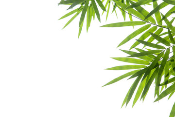 Bamboo leaves on white background