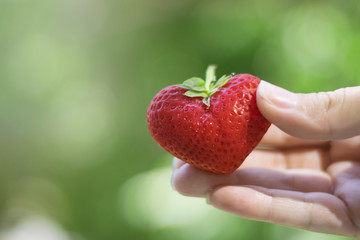 Wall Mural - Delicious sweet strawberry in the shape of a heart in a girl's hand, on a soft blurry green background.Love concept