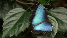 Blue Morpho Butterfly On A Leaf, Surrounded By Green Leaves Of Plant, Fluttering Its Wings Slowly. 