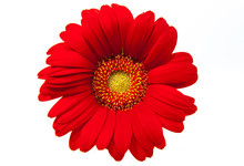 Red Gerbera ( Asteraceae) Isolated On White Background, Focus On The Middle Of The Image.