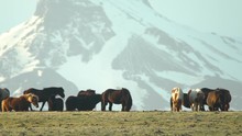 Icelandic Horses Snowy Mountain Background, Alpenglow Zoom.mov