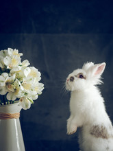 Fluffy Rabbit And White Flowers