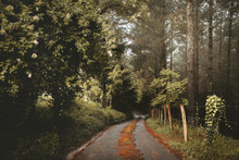 Straight Road In Mixed Beautiful Forest