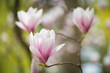 Magnolienblüten mit Bokeh