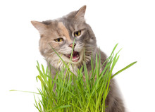 Calico Cat Eating Cat Grass