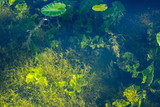 Olgin pond in Peterhof. Underwater vegetation, illuminated by the Sun.