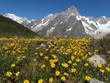 Alpy, Włochy, Tour du Mont Blanc - wzdłuż  masywu Mont de la Saxe, widok z żółtymi kwiatami