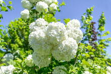 Bush With White Flowers In The Park In Spring - Buldenezh Flowers