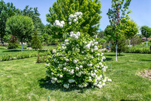 Bush With White Flowers In The Park In Spring - Buldenezh Flowers